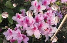 185701_2.jpg  : 46 KB