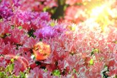 185716_2.jpg  : 69 KB