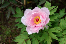 185720_1.jpg  : 63 KB