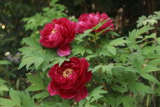 185724_2.jpg  : 128 KB