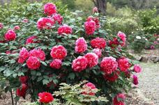 185818_1.jpg  : 173 KB