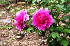 185818_2.jpg  : 137 KB