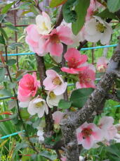 185821_1.jpg  : 68 KB