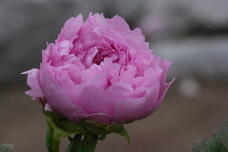 185830_2.jpg  : 79 KB