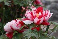 185830_3.jpg  : 131 KB