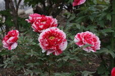 185904_3.jpg  : 171 KB