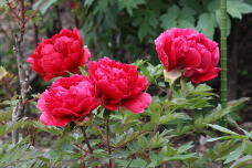 185918_1.jpg  : 162 KB