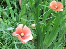 185950_3.jpg  : 62 KB