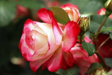185962_3.jpg  : 89 KB