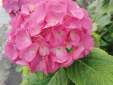 186079_1.jpg  : 149 KB