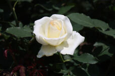 186151_2.jpg  : 37 KB
