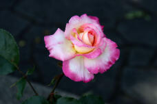 186151_3.jpg  : 36 KB