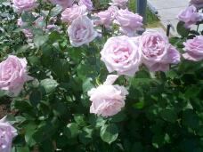 186259_2.jpg  : 129 KB