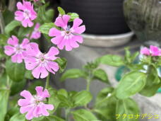 186267_3.jpg  : 43 KB