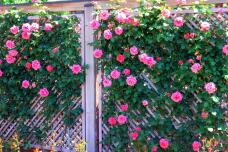 186270_3.jpg  : 129 KB