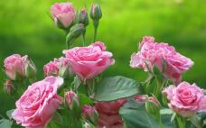 186290_2.jpg  : 63 KB