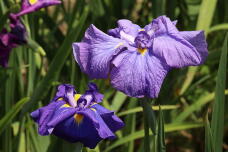 186298_3.jpg  : 121 KB
