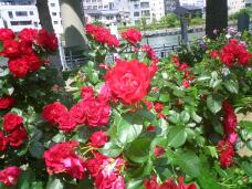 186299_1.jpg  : 133 KB