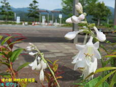 186322_1.jpg  : 48 KB