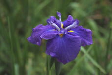 186350_3.jpg  : 69 KB