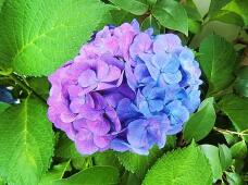 186356_1.jpg  : 105 KB