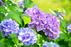 186356_2.jpg  : 123 KB