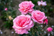 186374_3.jpg  : 51 KB