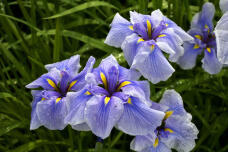 186507_2.jpg  : 294 KB