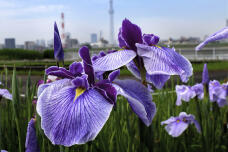 186507_3.jpg  : 268 KB