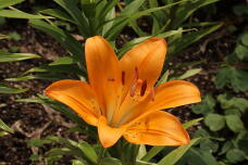 186535_1.jpg  : 122 KB