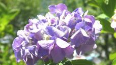 186690_1.jpg  : 166 KB