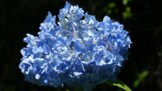186704_1.jpg  : 148 KB