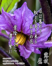 187197_1.jpg  : 213 KB