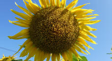 187225_1.jpg  : 225 KB