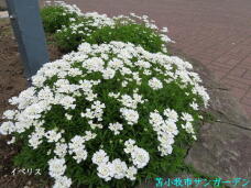 187318_3.jpg  : 86 KB