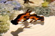 187470_3.jpg  : 56 KB
