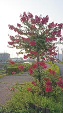 187493_1.jpg  : 273 KB
