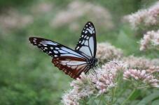 187713_1.jpg  : 56 KB