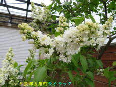 187815_1.jpg  : 68 KB