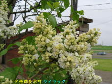 187815_2.jpg  : 64 KB