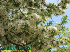 188233_2.jpg  : 97 KB