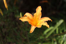 188323_1.jpg  : 42 KB