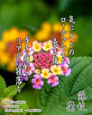 188417_1.jpg  : 223 KB