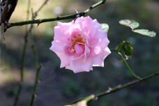 188556_1.jpg  : 44 KB
