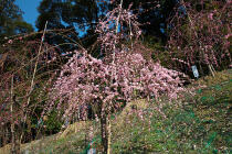 453_1.jpg  : 262 KB