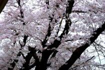 477_1.jpg  : 168 KB