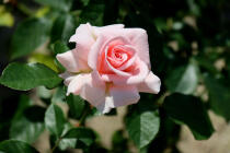 564_3.jpg  : 48 KB
