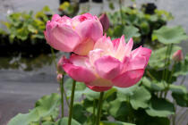 639_1.jpg  : 57 KB