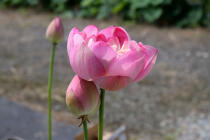 639_3.jpg  : 42 KB
